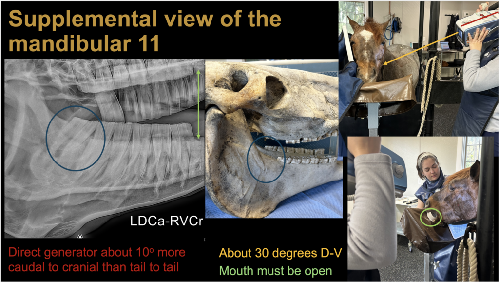 Tips for imaging mandibular cheek teeth.